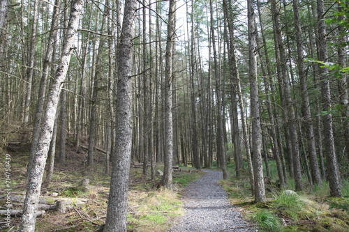 Forest with Footpath