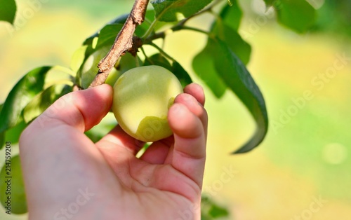 Closeup of a human male hand picking greengage or green plum from tree.