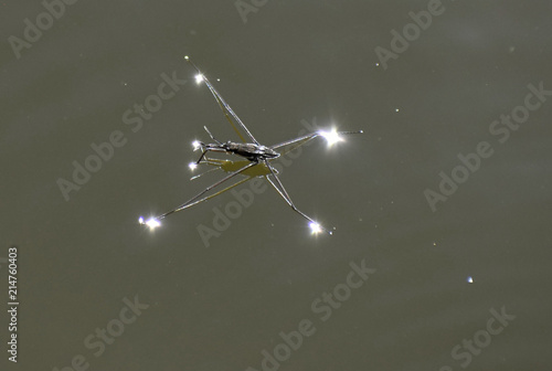 Hydrometra stagnorum Linnaeus on the surface of the pond.