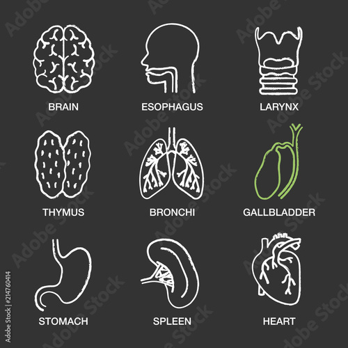 Human internal organs chalk icons set