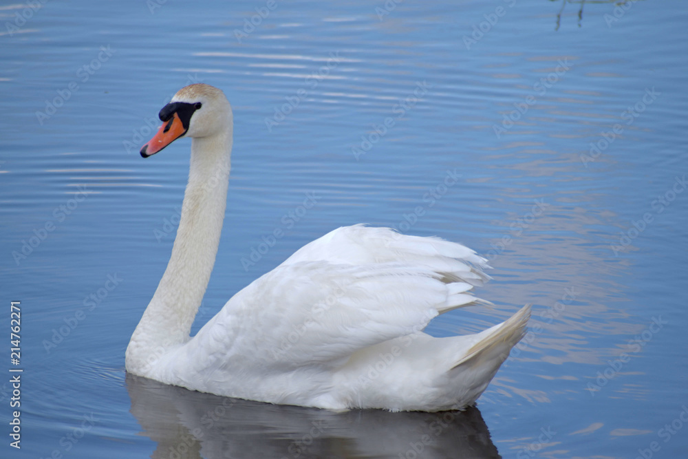The swan sails along the lake and watches his swan family. The swan sails along the lake and watches his swan family.