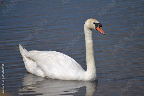 The swan sails along the lake and watches his swan family.