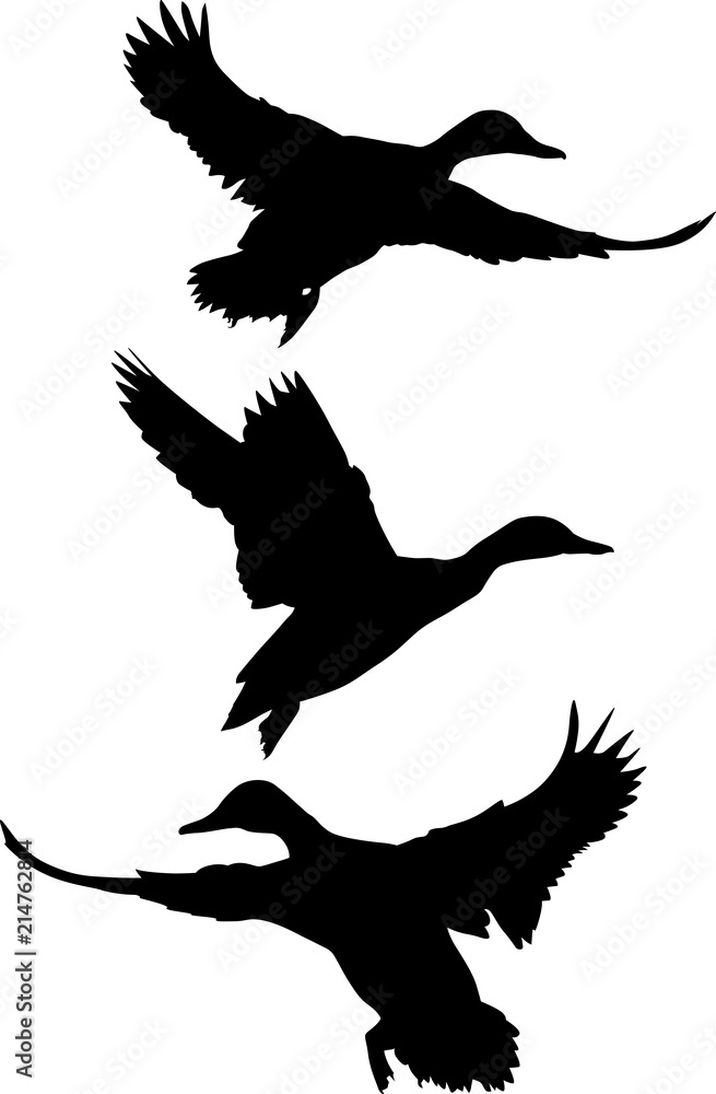 Obraz premium three flying ducks silhouettes isolated on white