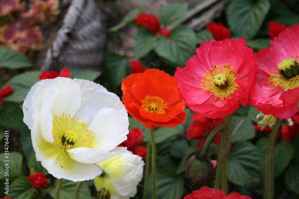 Fototapeta premium 양귀비꽃