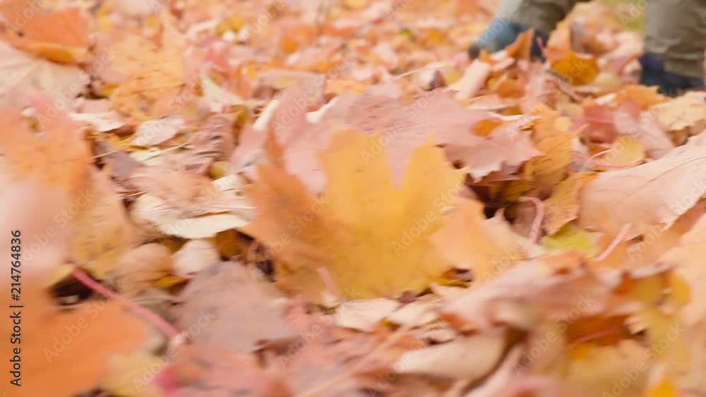 Kid in autumn wood, creeps and bathes in leaves Kid in autumn wood, creeps and bathes in leaves