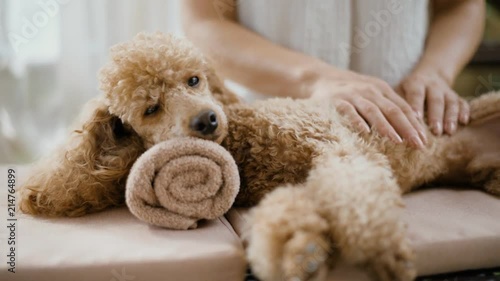 Woman  giving body massage to a  dog. Spa still life with aromatic candles, flowers and towel. 
