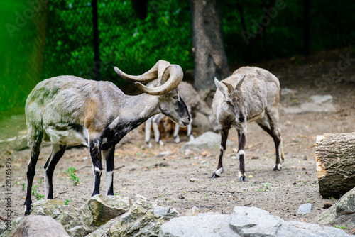 mountain goat in the zoo