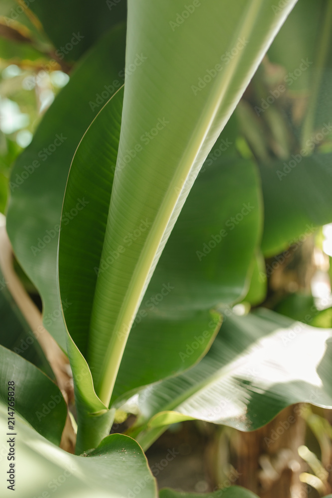 Obraz premium Botanischer Garten Greifswald