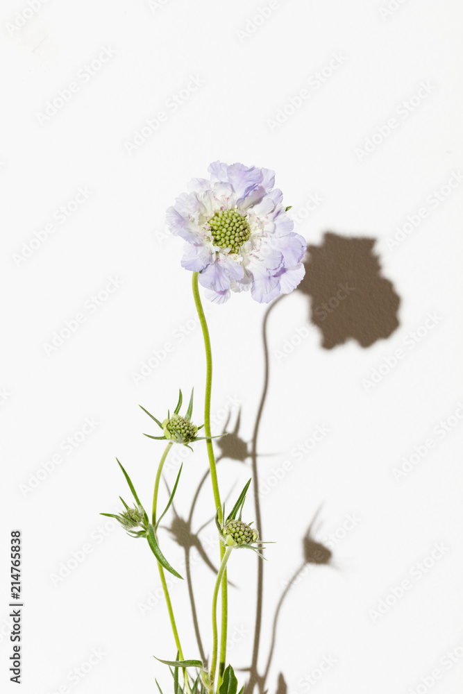 Fototapeta premium Flower against white wall.