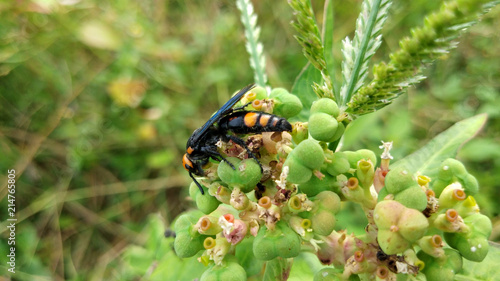 Vespa mandarinia photo