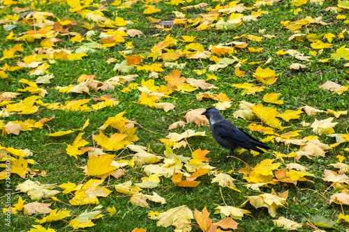 Western jackdaw (Coloeus Monedula) standing on green lawn among yellow autumn maple leaves. Single wild bird looking for feed. City fauna. Colorful foliage on grass background. Copy space. 