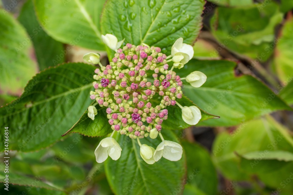 White Hydrangea with Pink Buds on Green Leaves White Hydrangea with Pink Buds on Green Leaves