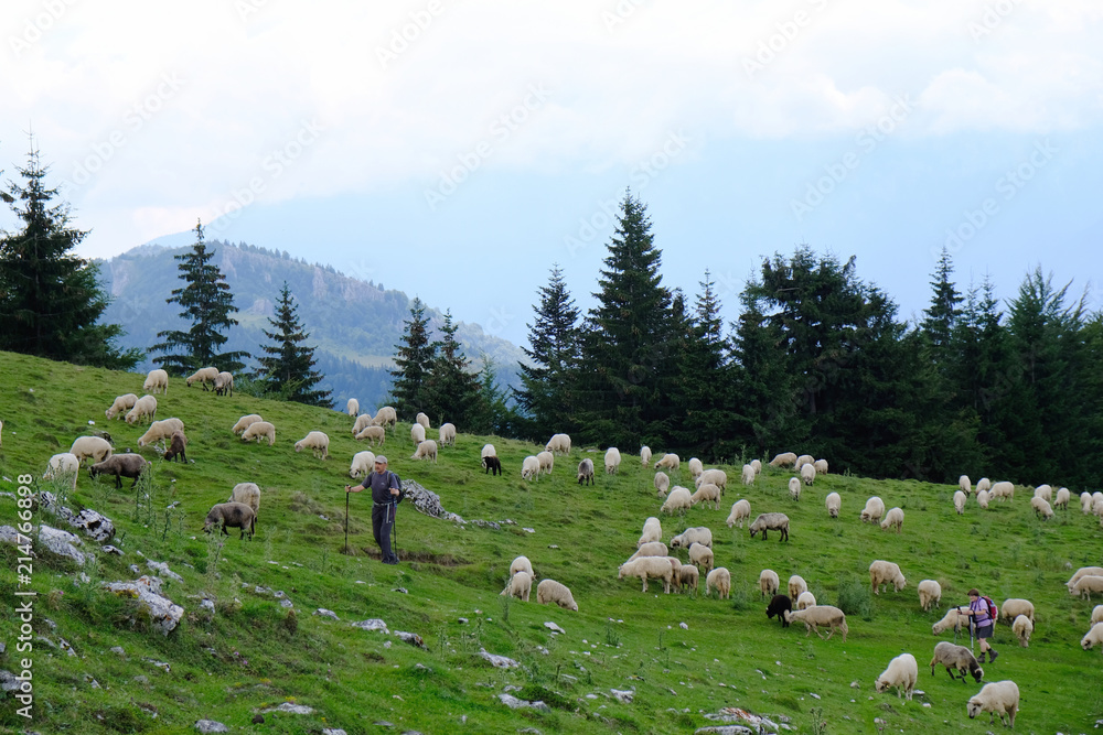 Rumunia, Karpaty Rumuńskie - górski widok z ze stadem owiec i turystami na trasie z Zărneşti do Schroniska Cabana Curmătura