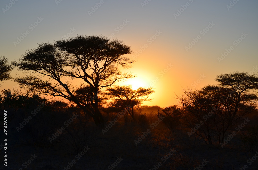 African bush sunset
