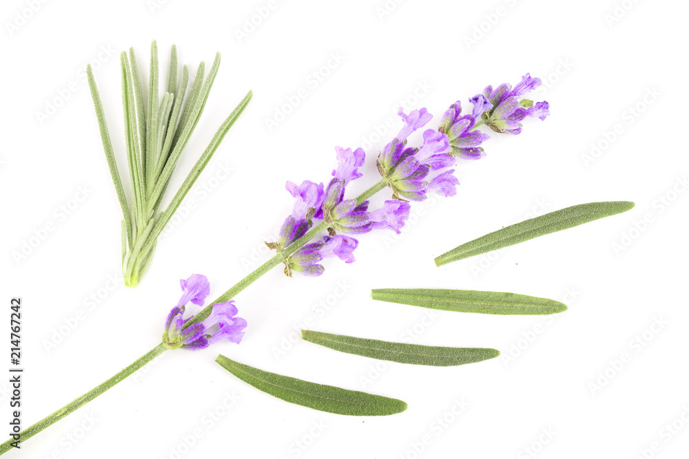 Fototapeta premium Twig of lavender with leaf isolated on a white background. Top view. Flat lay pattern