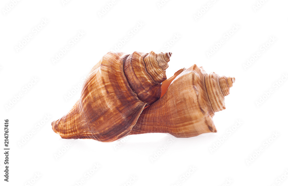 Sea shell on white background Sea shell on white background