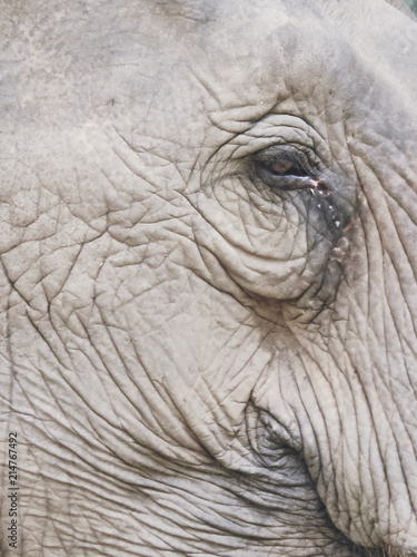Asian elephant eye close-up