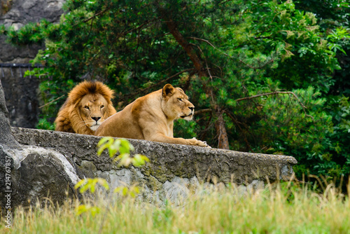 Proud lion and lioness  Male and female lion