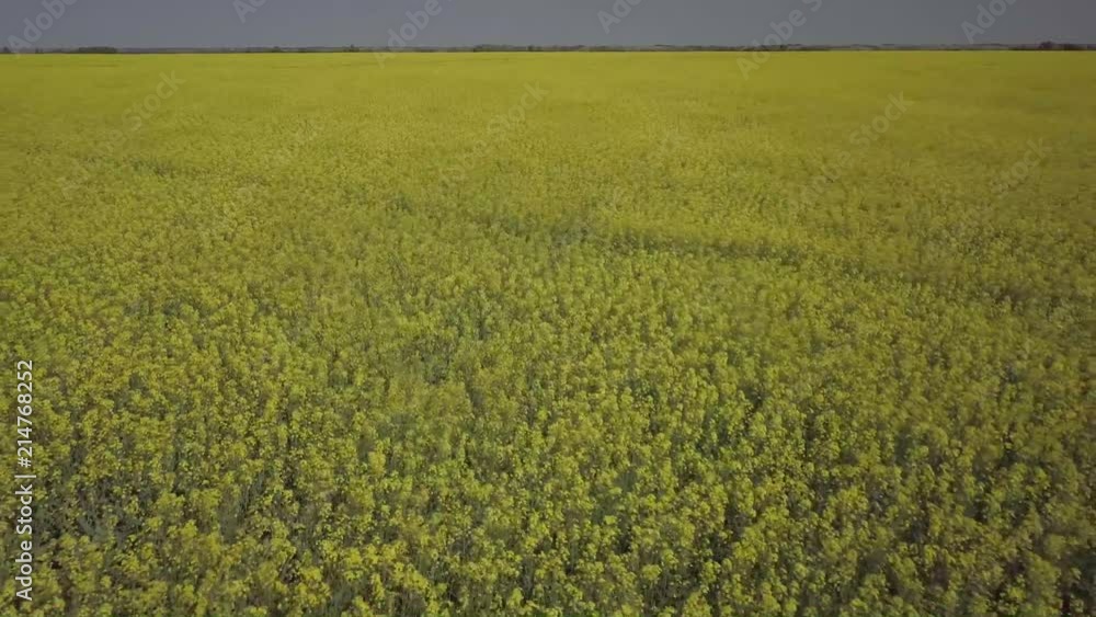 Canola Canola