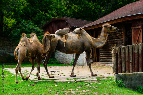 little baby camel and mother camel