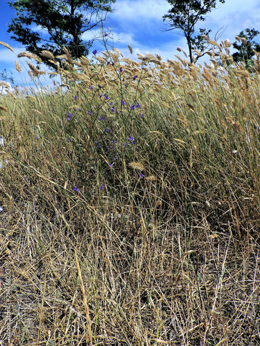 grass