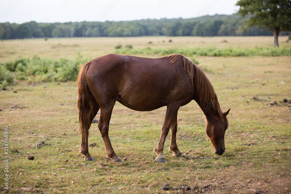 native ponies