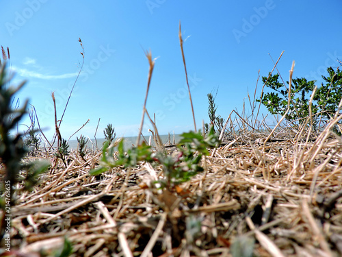 grass