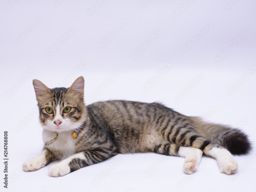 cat isolated on white background cat isolated on white background
