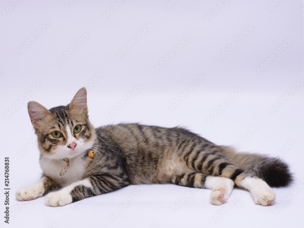 cat isolated on white background cat isolated on white background
