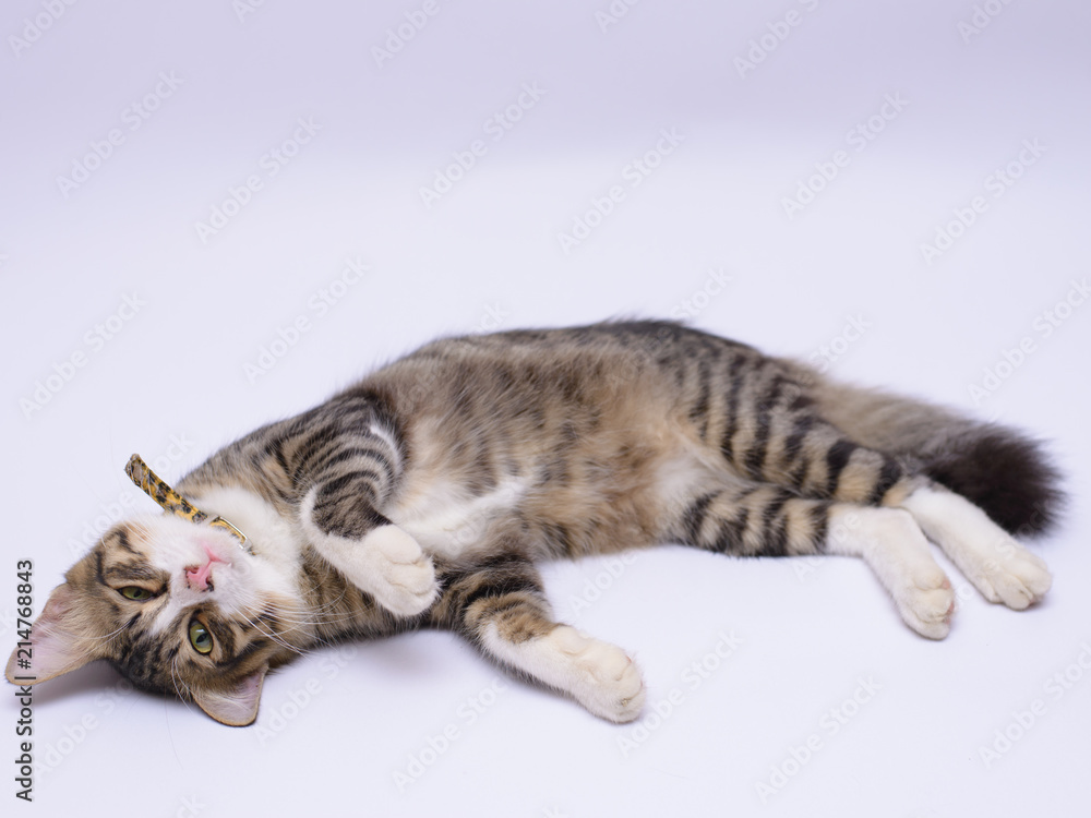 cat isolated on white background cat isolated on white background