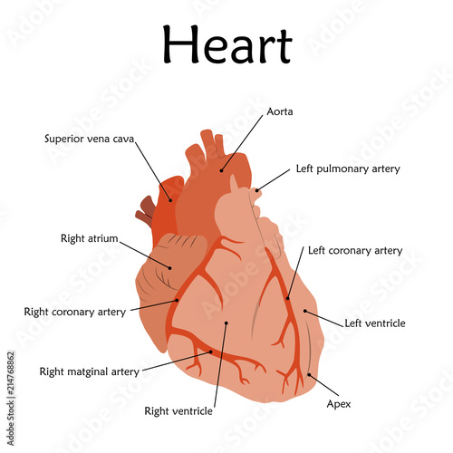 Human heart with a description. Anatomy flat vector illustration. White background.