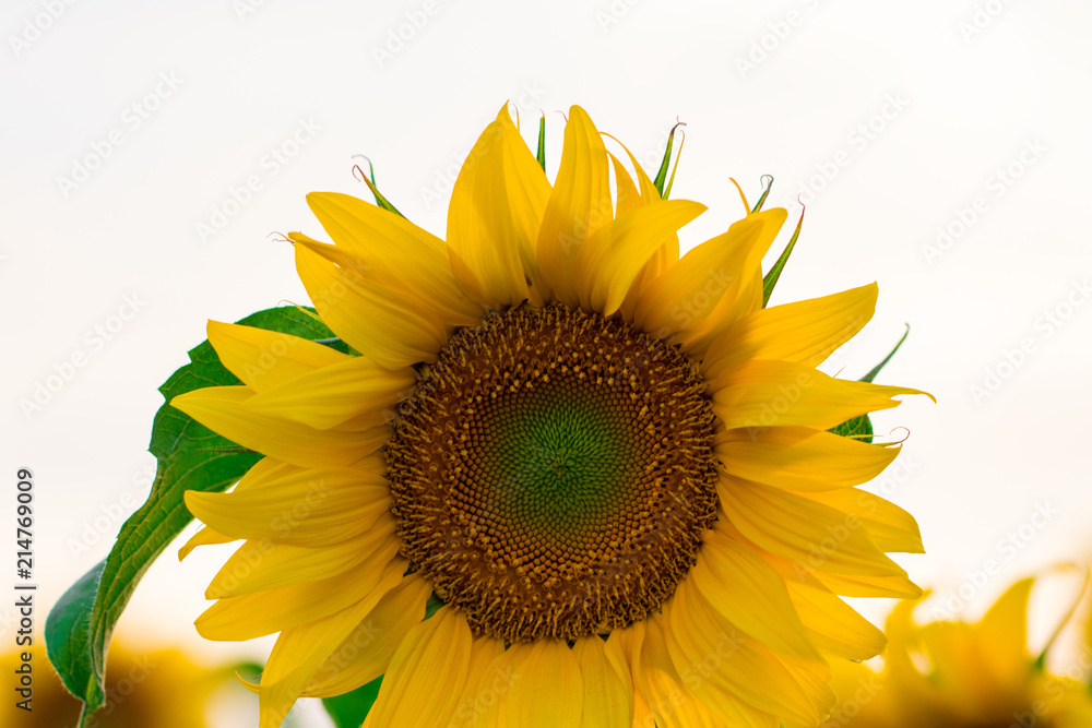 Obraz premium blooming sunflower on a white background, close-up