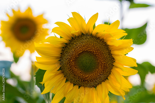 blooming sunflower on a white background  close-up