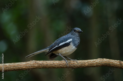 Oriental magpie robin (Copsychus saularis) on branch