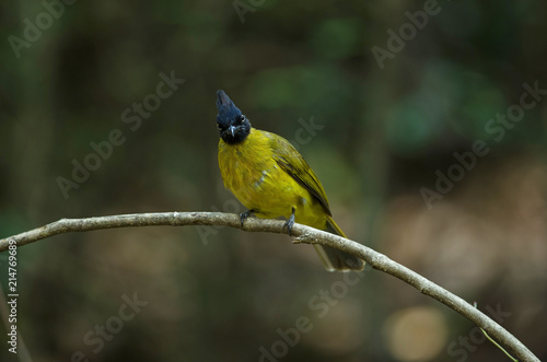 black-crested bulbul perched on branch
