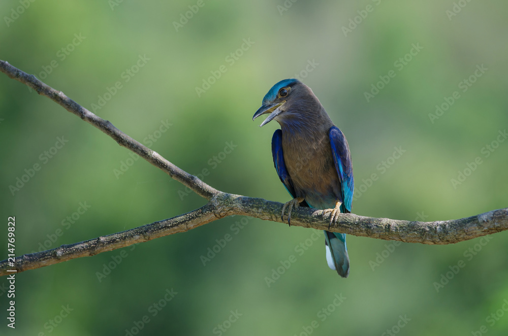Indian Roller on the branch