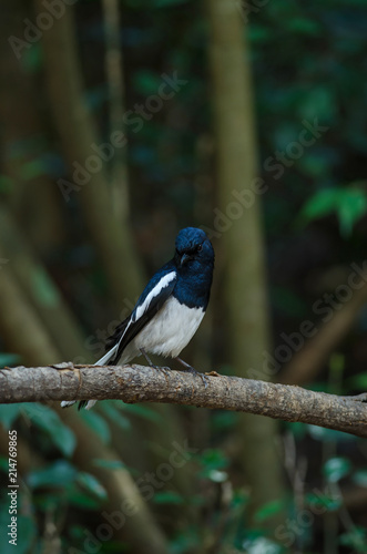 Oriental magpie robin (Copsychus saularis) on branch © forest71