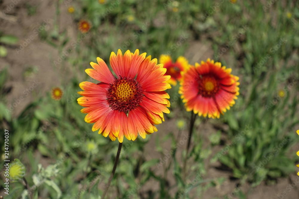Two yellow and red flower heads of Gaillardia aristata Two yellow and red flower heads of Gaillardia aristata