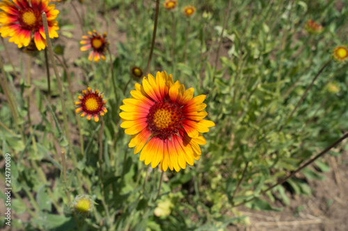 Yellow and red flower head of Gaillardia aristata