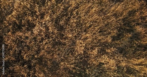 Aerial top shot over a field with wheat