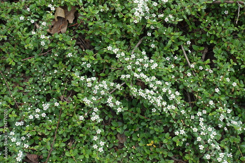 Lots of small white flowers of Cotoneaster horizontalis © Anna