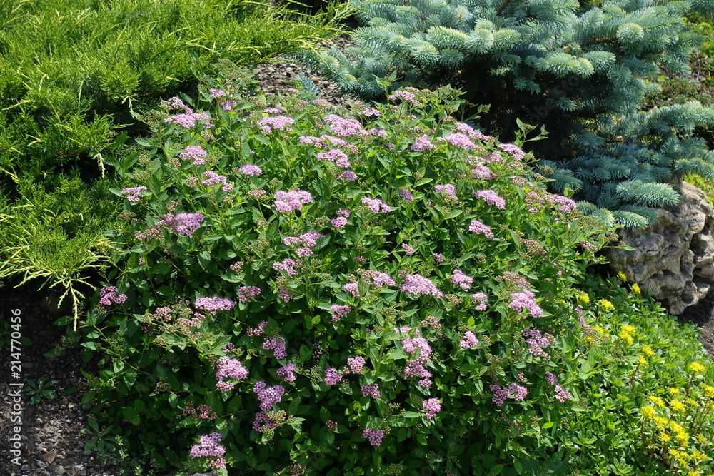 Japanese meadowsweet in bloom in the garden Japanese meadowsweet in bloom in the garden