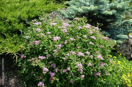 Fototapeta Naklejka Na Ścianę i Meble -  Flowering bush of Spiraea japonica in the garden