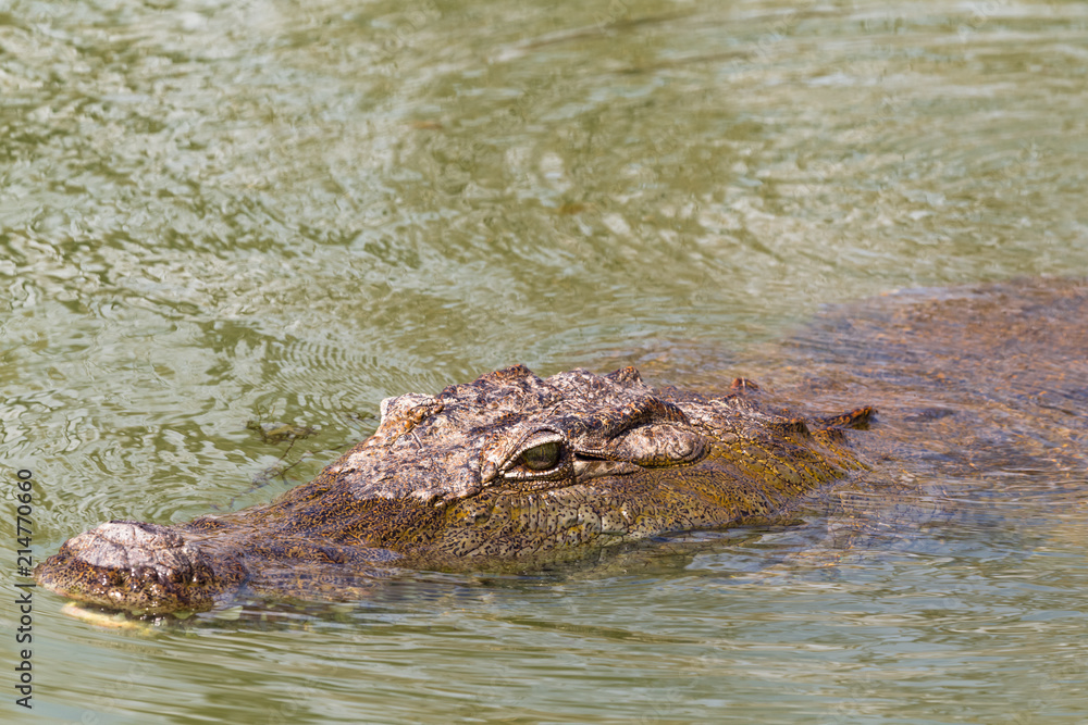 In search of prey. Nile crocodile. Lake Baringo, Kenya. In search of prey. Nile crocodile. Lake Baringo, Kenya.