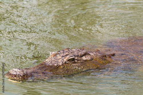 In search of prey. Nile crocodile. Lake Baringo, Kenya. © Victor