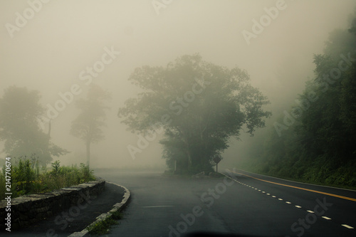 heavy fog tree shenandoah national park