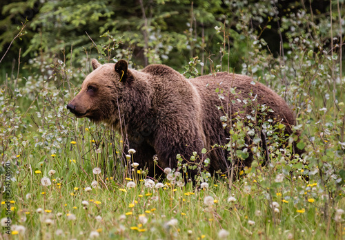 Grizzly bear photo