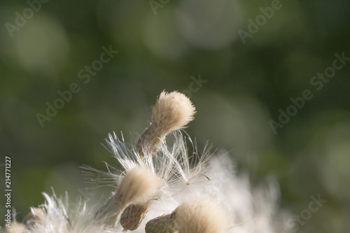 The flowers of the field-thistle in a flower meadow