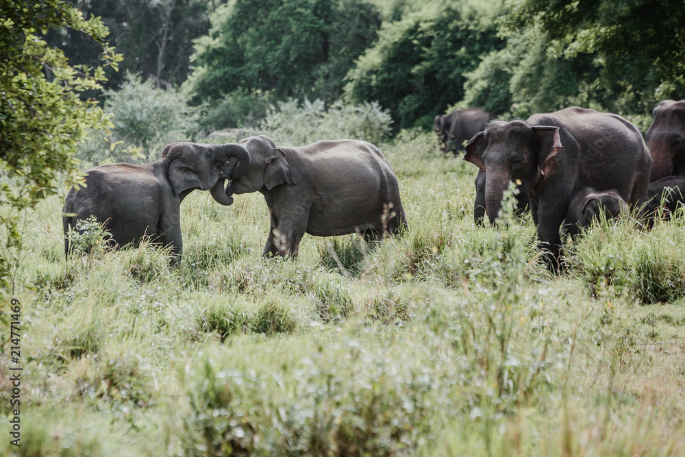 Elephants in a National Park from Sri Lanka Elephants in a National Park from Sri Lanka
