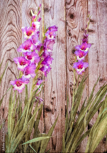 Pink Gladiolus Flowers by backyard Wood Fence Painting